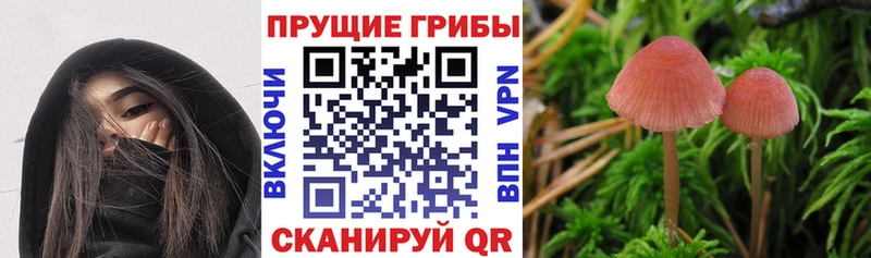 Псилоцибиновые грибы мицелий  Павлово 